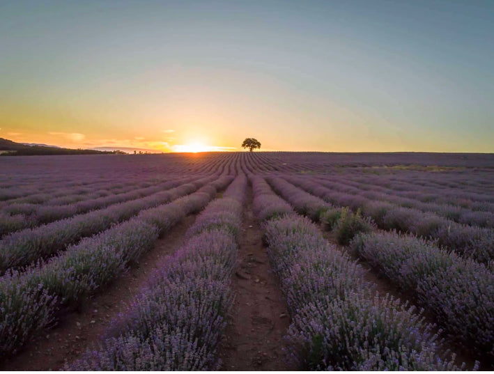Lavender Bliss: 6 Perfect Pairings to Elevate Your Self-Care Routine